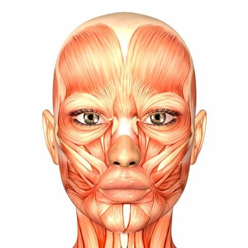 IMAGEN MUSCULOS FACIALES imagen musculos faciales: