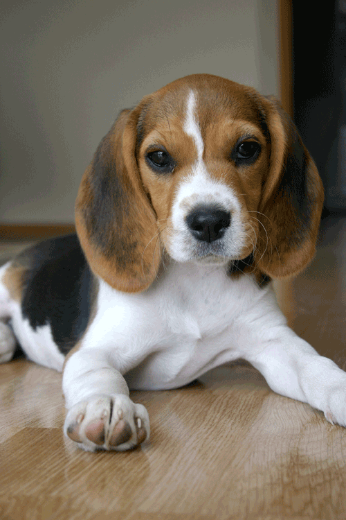 external image Beagle_4905239.gif