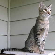 gatos keuda