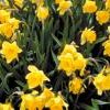 Bulbos: anticipa la primavera