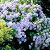 Hortensias, un mundo por descubrir