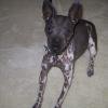 American Hairless Terrier