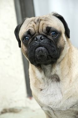 pug carlino pug carlino pug carlino pug carlino