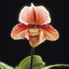 Orquídeas. Un amor duradero