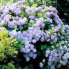 Hortensias, un mundo por descubrir