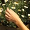Cómo transportar plantas