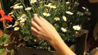 Una planta para cada enfermedad Una planta para cada enfermedad