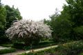 Real jardín botánico, Madrid