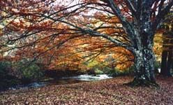 Senda: 'El bosque resuelve', c.e.a. 'Hayedo de montejo, montejo de la sierra (Madrid)