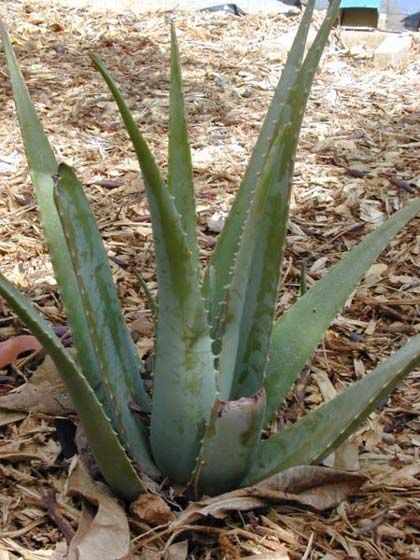 'Los usos medicinales de las plantas', c.e.a polvoranca, leganés (Madrid)