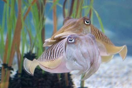 La pasión de la primavera, l’aquarium de Barcelona