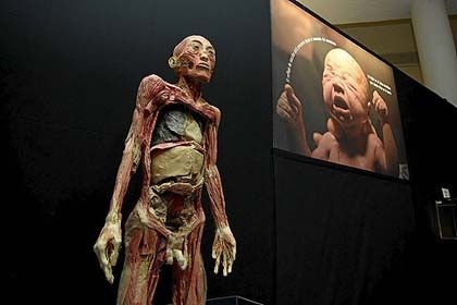 'Érase una vez... el cuerpo humano', museo de la ciencia de valladolid.