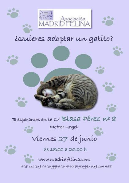 'Día de la adopción' Madrid felina, Madrid