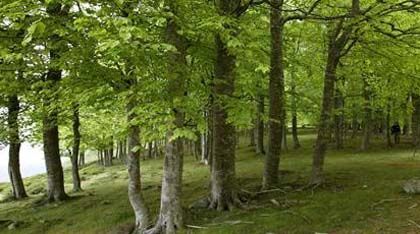 Paseos guiados gratuitos por el parque natural sierrra de cebollera (la rioja)