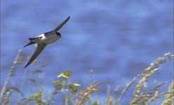 'Mira al pajarito': taller de iniciación a la observación de aves, c.e.a polvoranca, leganés