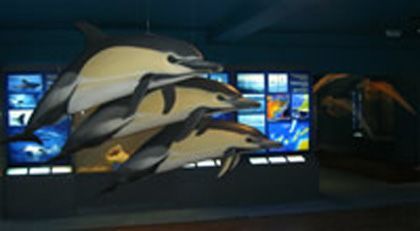 Museo de cetáceos de canarias, yaiza (lanzarote)