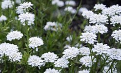 Visita guiada: 'Plantas al límite: adaptaciones a ambientes extremos', real jardín botánico, Madrid