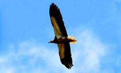 'Seguimiento de aves en sudáfrica por naturalistas españoles', casa de las ciencias, Logroño