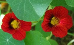 Taller: 'Las angiospermas', real jardín botánico, Madrid