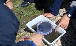 Ecosafari: 'Inspeccionando los pequeños habitantes del río manzanares en el pardo' (Madrid)