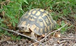 Centro de recuperación de anfibios y reptiles de cataluña, masquefa (Barcelona)