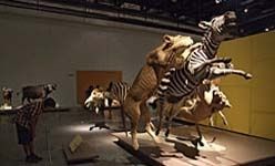 'Animales de museo. el arte de la taxidermia', parque de las ciencias, Granada