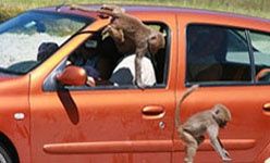 Africam safari, puebla