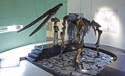 Museo de paleontología de guadalajara, (jalisco)