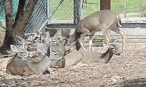 Zoológico los coyotes, Ciudad de México