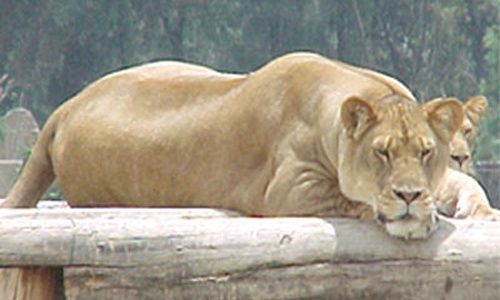 Zoológico de san juan aragón, Ciudad de México