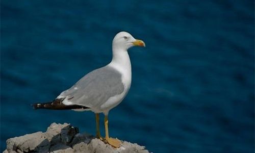 Ecosafari en la playa: 'Conocer las aves marinas', playa de la barceloneta, Barcelona