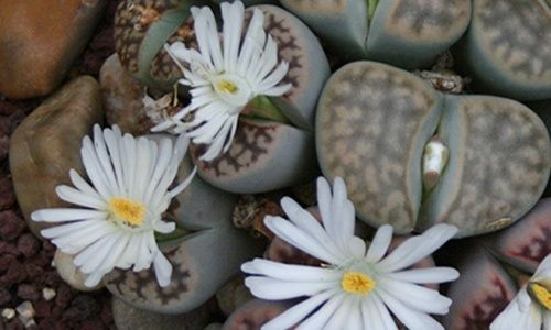 Visita guiada: 'Adaptación a ambientes extremos', real jardín botánico, Madrid