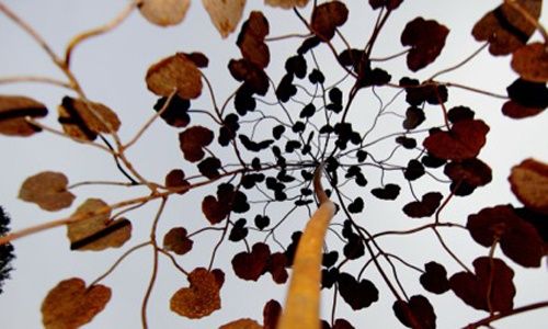 'Aequilibrium, naturaleza en equilibrio', real jardín botánico, Madrid