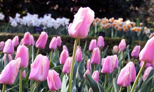 Taller: 'La evolución de las plantas', real jardín botánico, Madrid