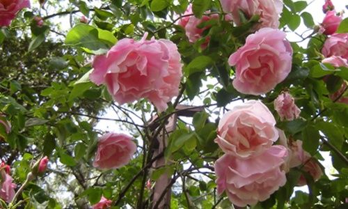 Visita guiada: 'La rosaleda', real jardín botánico, Madrid