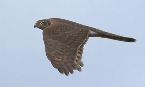 Curso: 'Iniciación a la ornitología: rapaces', la casa encendida, Madrid