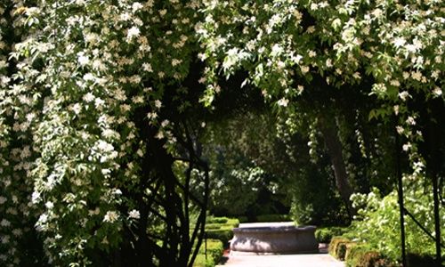 Visita guiada: 'Los bosques ibéricos', real jardín botánico, Madrid