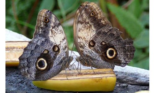 Butterflies center, llagostera (girona)