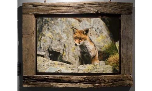 'La mirada salvaje. encuentros con la fauna ibérica', museo nacional de ciencias naturales, Madrid