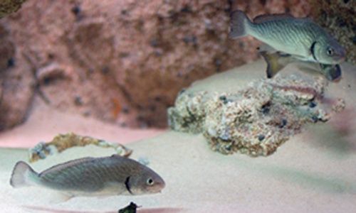 '¿Acuicultura? descúbrela', museo nacional de ciencias naturales, Madrid