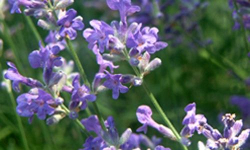 Visita guiada: 'Las plantas aromáticas', real jardín botánico, Madrid