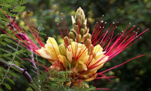 Visita guiada: 'Las plantas tóxicas', real jardín botánico, Madrid