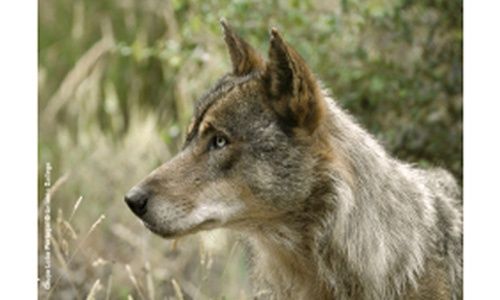 'El lobo ibérico', casa de las ciencias, Logroño