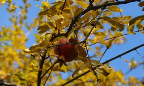 Visita guiada: 'Las plantas útiles', real jardín botánico, Madrid