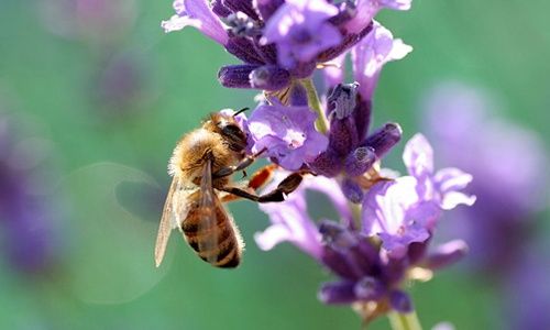 'Día de la abeja', naturalcalá (alcalá de henares)