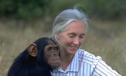 Ciclo de cine: 'Jane goodall, 40 años de investigación con los chimpancés'. Museo de la biblioteca nacional, Madrid