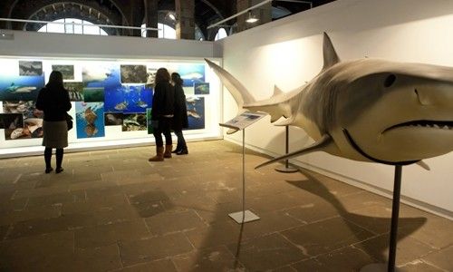 'A favor de los tiburones, un mar de esperanza'. Museo Marítimo de Barcelona