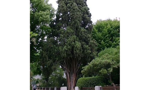 Visita guiada: 'árboles singulares', real jardín botánico, Madrid