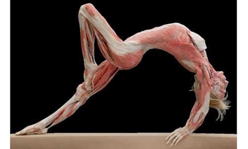 'Body Worlds & Un viaje por el corazón'. Universum, Museo de las Ciencias de la UNAM, Ciudad de México