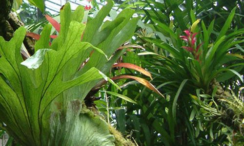 Visita guiada: 'De la selva a la taiga'. real jardín botánico, Madrid